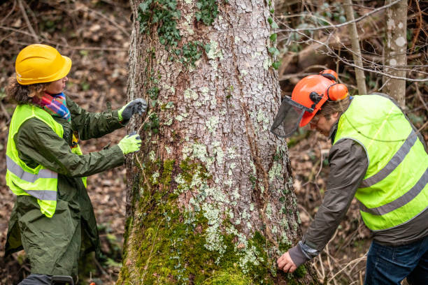 How Our Tree Care Process Works  in  Clearfield, PA