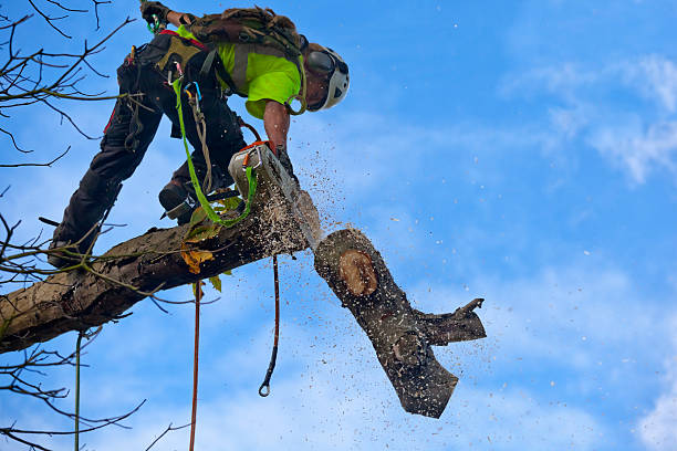 Reliable Clearfield, PA Tree Services Solutions